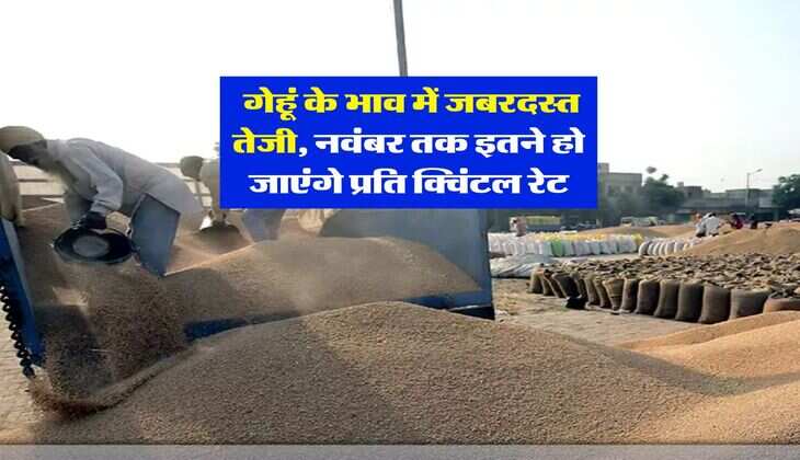 Mandi Bhav : गेहूं के भाव में जबरदस्त तेजी, नवंबर तक इतने हो जाएंगे प्रति क्विंटल रेट