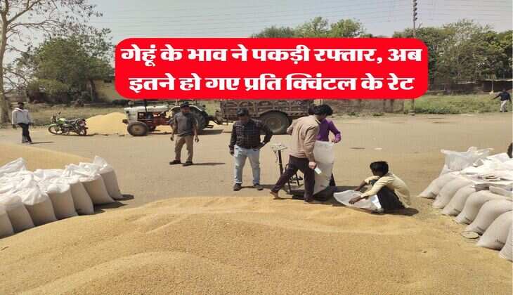 Wheat rate hike : गेहूं के भाव ने पकड़ी रफ्तार, अब इतने हो गए प्रति क्विंटल के रेट