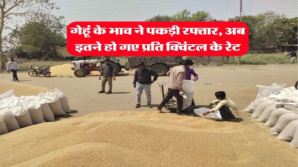Wheat rate hike : गेहूं के भाव ने पकड़ी रफ्तार, अब इतने हो गए प्रति क्विंटल के रेट