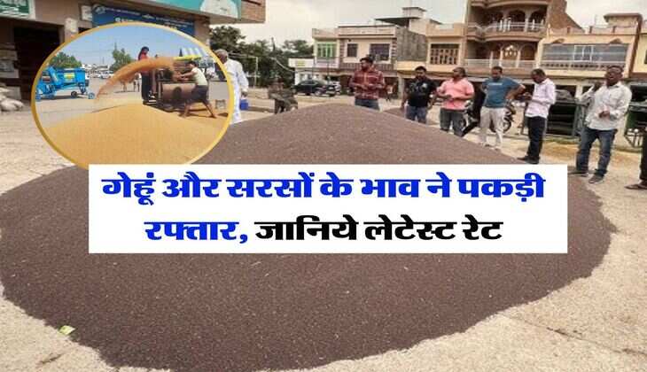 Mandi Bhav : गेहूं और सरसों के भाव ने पकड़ी रफ्तार, जानिये लेटेस्ट रेट
