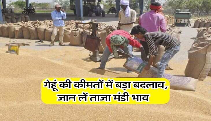 Gehu ka Bhav : गेहूं की कीमतों में बड़ा बदलाव, जान लें ताजा मंडी भाव&nbsp;
