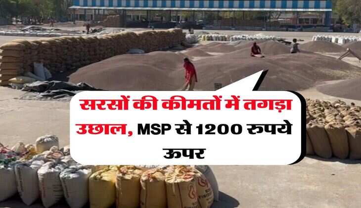 Mandi Rate : सरसों की कीमतों में तगड़ा उछाल, MSP से 1200 रुपये ऊपर