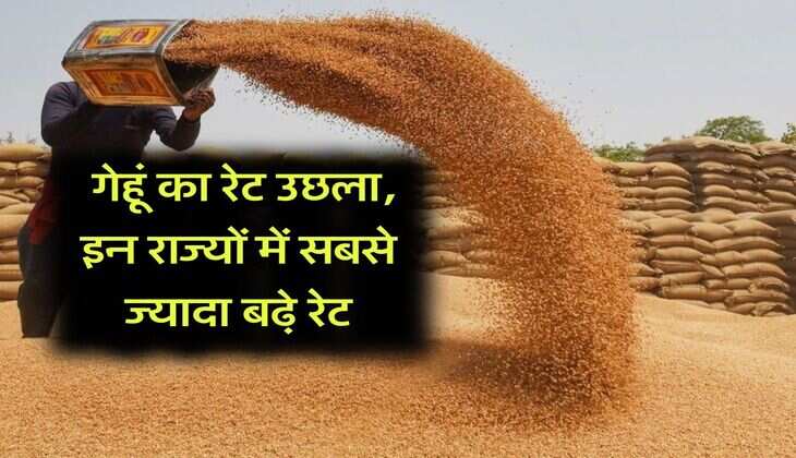 Wheat Rate Hike : गेहूं का रेट उछला, इन राज्यों में सबसे ज्यादा बढे़ रेट
