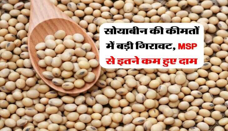 Soybean Ki Kimat : सोयाबीन की कीमतों में बड़ी गिरावट, MSP से इतने कम हुए दाम