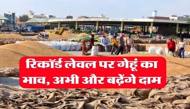 Gehu ka Bhav 22 July 2025 : रिकॉर्ड लेवल पर गेहूं का भाव, अभी और बढ़ेंगे दाम