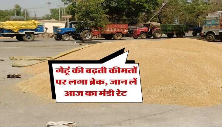 Gehu Ka Rate : गेहूं की बढ़ती कीमतों पर लगा ब्रेक, जान लें आज का मंडी रेट&nbsp;