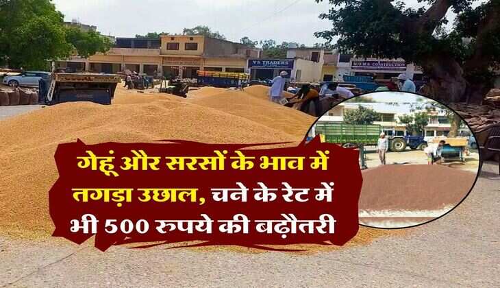 Mandi Bhav : गेहूं और सरसों के भाव में तगड़ा उछाल, चने के रेट में भी 500 रुपये की बढ़ौतरी