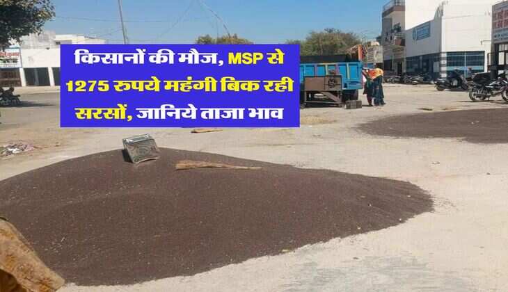 Sarso Mandi Rate : किसानों की मौज, MSP से 1275 रुपये महंगी बिक रही सरसों, जानिये ताजा भाव