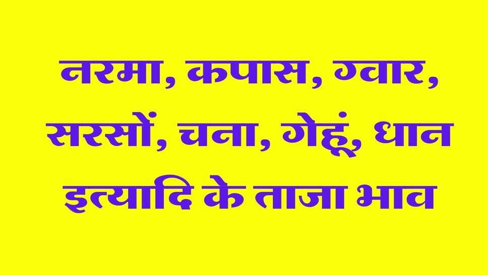 Mandi Bhav 19 September 2026: नरमा, कपास, ग्वार, सरसों, चना, गेहूं, धान इत्यादि के ताजा भाव
