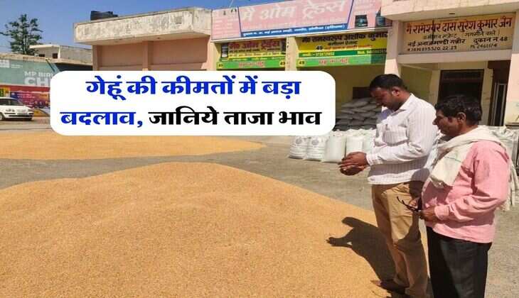Wheat Rate : गेहूं की कीमतों में बड़ा बदलाव, जानिये ताजा भाव&nbsp;