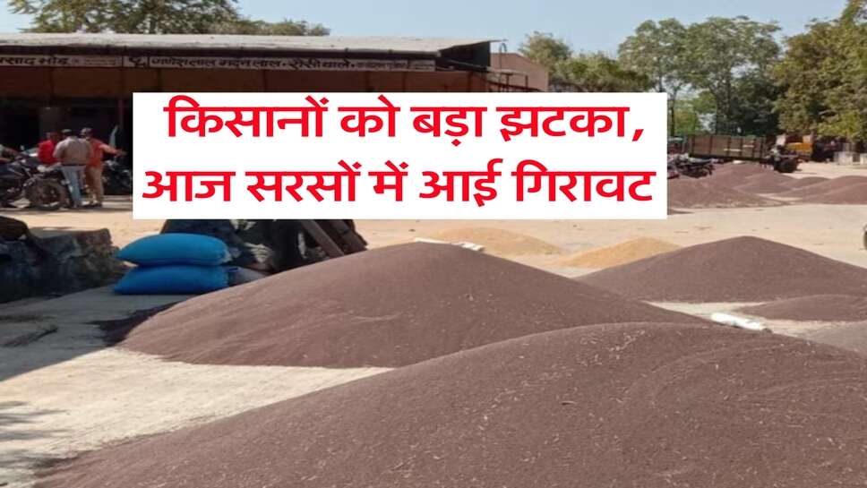 Sarso Rate Down : किसानों को बड़ा झटका, आज सरसों में आई गिरावट&nbsp;
