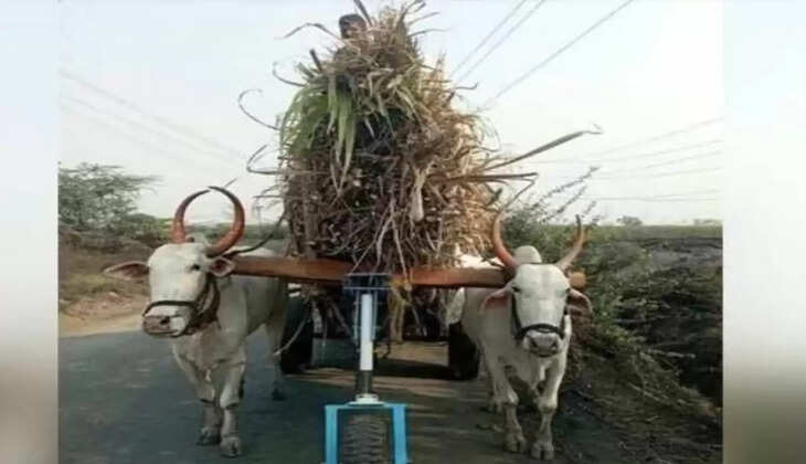 Viral Photo: &nbsp;बैलों को न लगे सामान का बोझ, किसान ने बैलगाड़ी पर ही लगा दिया ऐसा जुगाड़, देखकर रह जाओगे हैरान&nbsp;