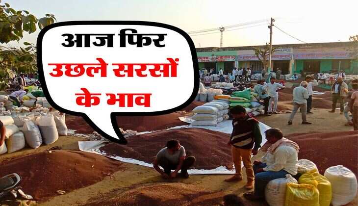 sarso ka bhav 8 july 2025 : आज फिर उछले सरसों के भाव