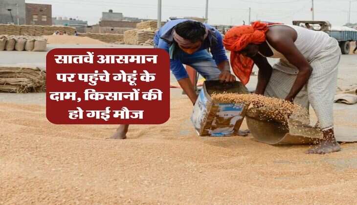 Gehu rate today : सातवें आसमान पर पहुंचे गेहूं के दाम, किसानों की हो गई मौज