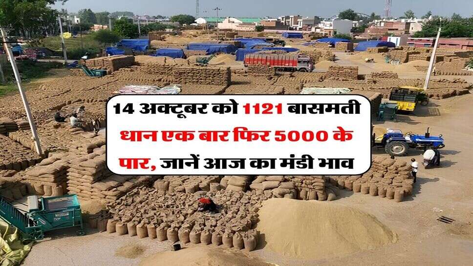 1121 Dhan price today : 14 अक्टूबर को 1121 बासमती धान एक बार फिर 5000 के पार, जानें आज का मंडी भाव
