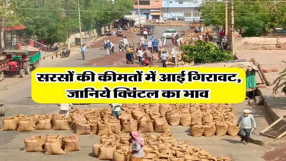 Sarso Mandi Bhav : सरसों की कीमतों में आई गिरावट, जानिये क्विंटल का भाव&nbsp;