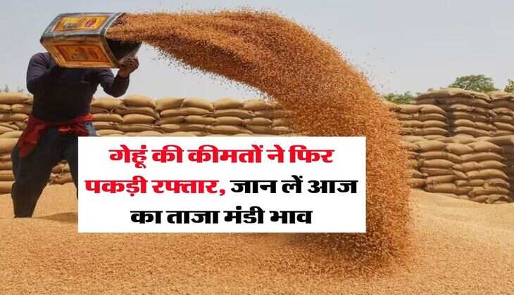 Gehu Ka Mandi Bhav : गेहूं की कीमतों ने फिर पकड़ी रफ्तार, जान लें आज का ताजा मंडी भाव
