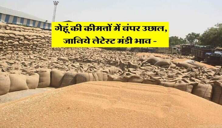 Wheat Rate Today : गेहूं की कीमतों में बंपर उछाल, जानिये लेटेस्ट मंडी भाव - 