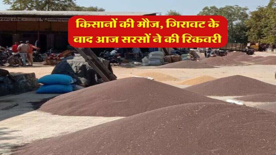 Sarso Ka Bhav : किसानों की मौज, गिरावट के बाद आज सरसों ने की रिकवरी