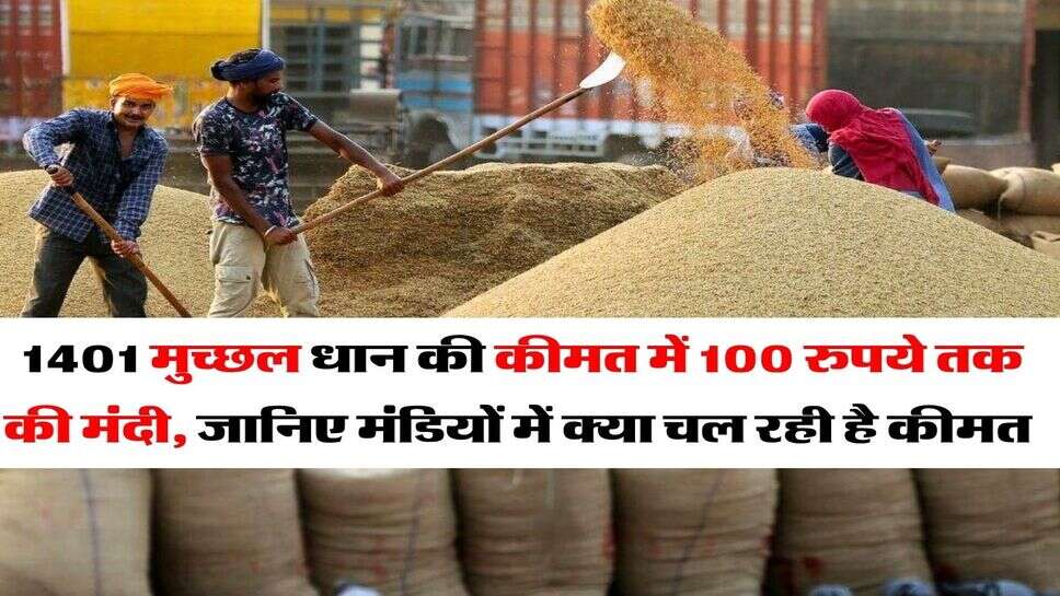1401 Dhan Price : 1401 मुच्छल धान की कीमत में 100 रुपये तक की मंदी, जानिए मंडियों में क्या चल रही है कीमत