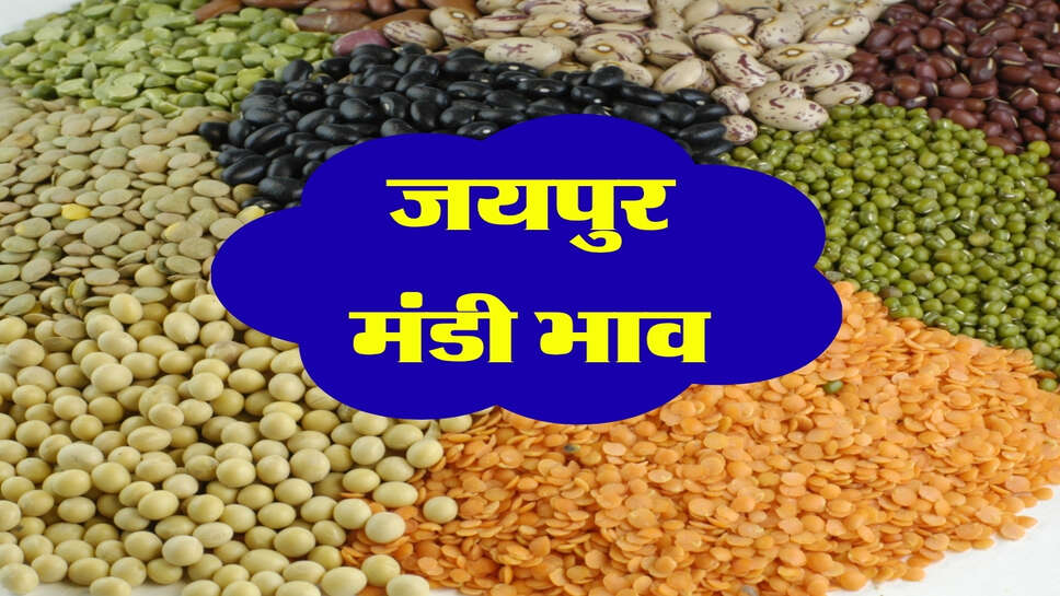 जयपुर मंडी भाव: गेहूं में 100 रुपये की तेजी, चना और सरसों भी मजबूत, जानिए रेट लिस्ट