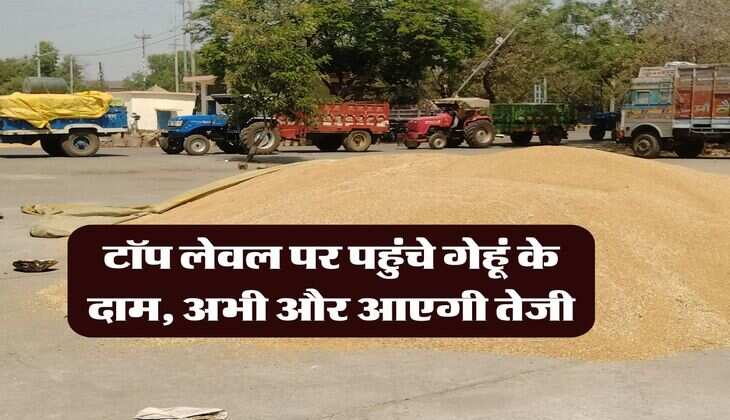 Wheat Price Hike : टॉप लेवल पर पहुंचे गेहूं के दाम, अभी और आएगी तेजी