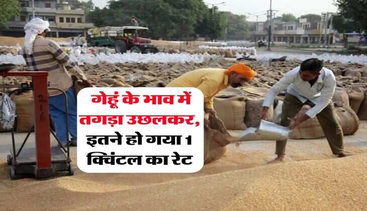 Gehu Mandi Bhav : गेहूं के भाव में तगड़ा उछलकर, इतने हो गया 1 क्विंटल का रेट