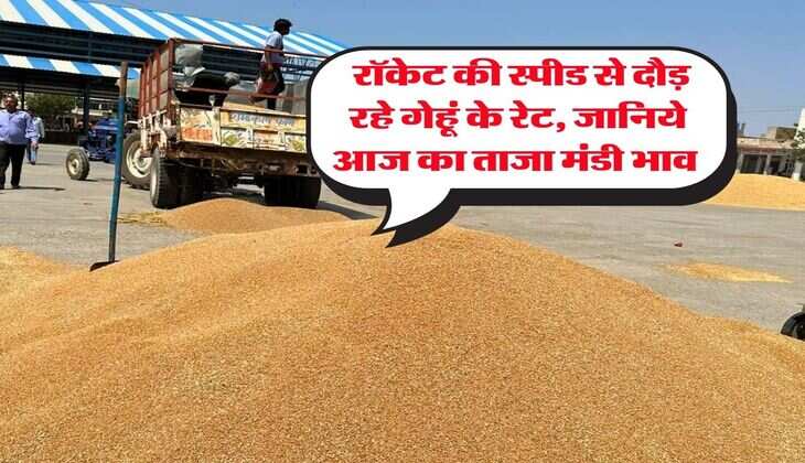 Wheat Rate Hike : रॉकेट की स्पीड से दौड़ रहे गेहूं के रेट, जानिये आज का ताजा मंडी भाव&nbsp;
