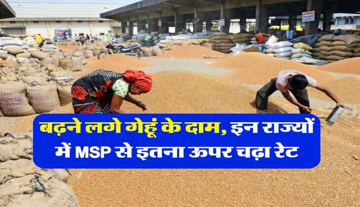 wheat price hike : बढ़ने लगे गेहूं के दाम, इन राज्यों में MSP से इतना ऊपर चढ़ा रेट