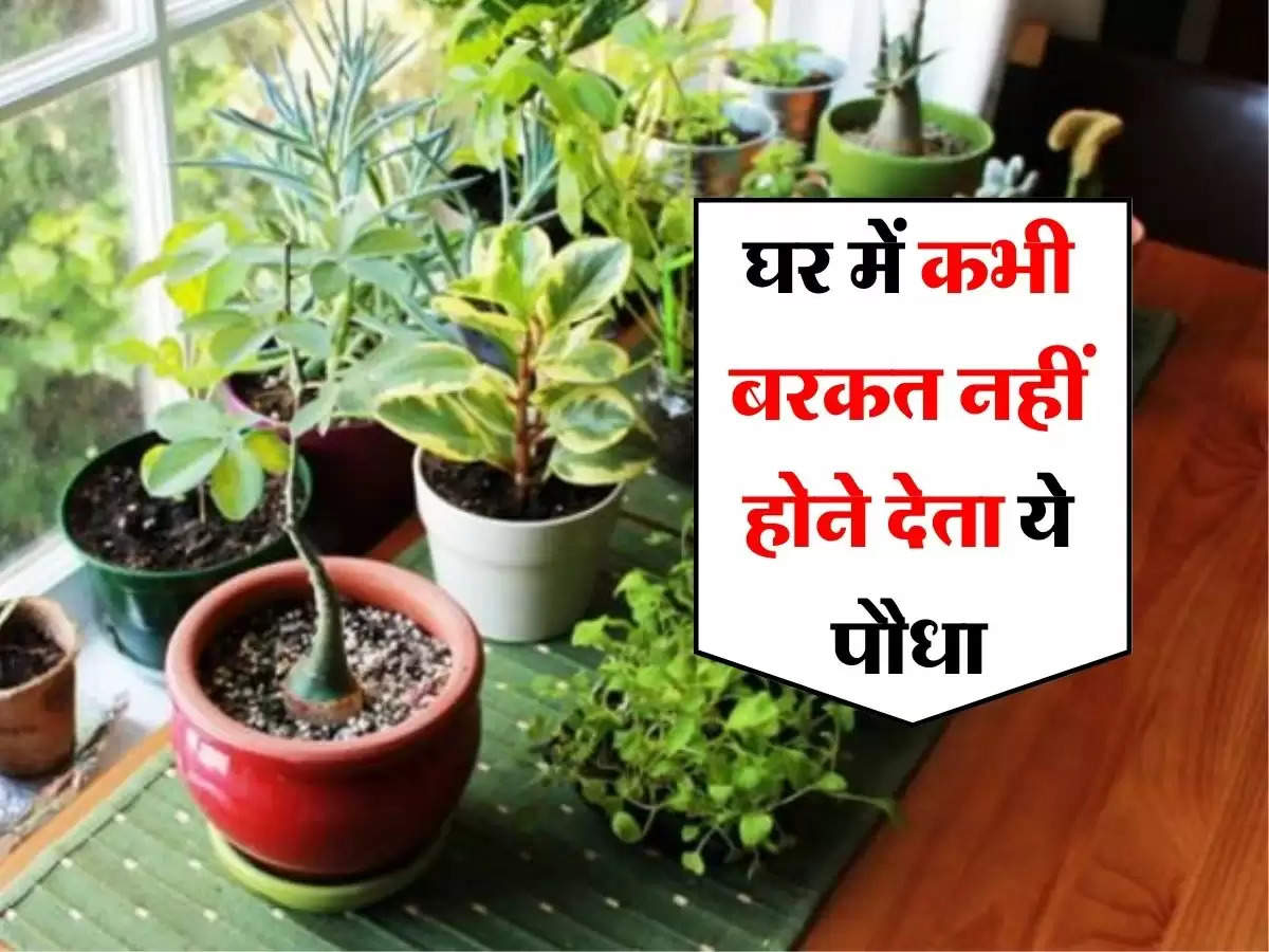 Vastu Tips : घर में कभी बरकत नहीं होने देता ये पौधा