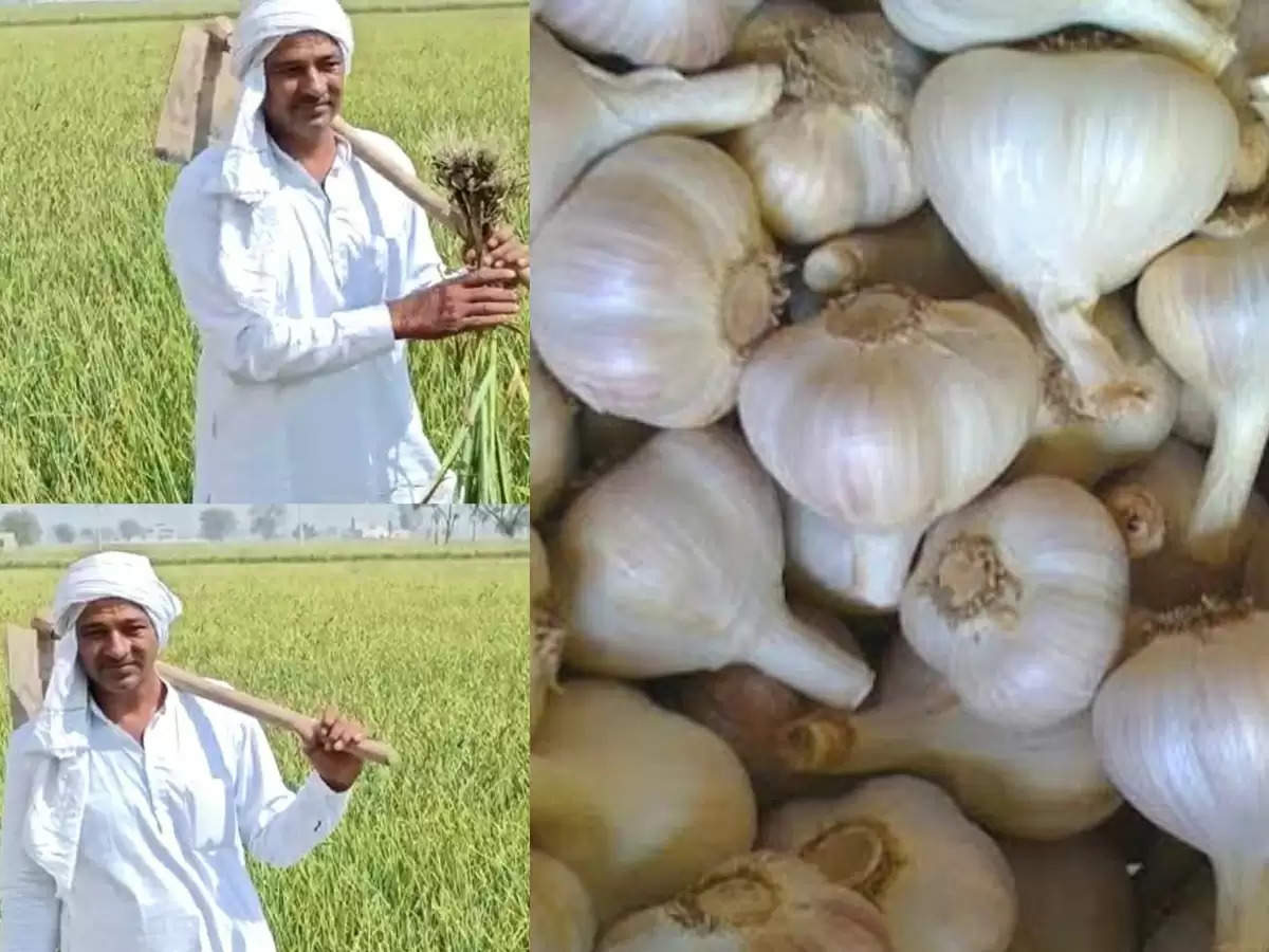 Haryana farmer left traditional farming and started cultivation of garlic, earned lakhs of rupees