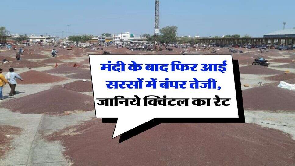 Sarso ka Bhav : मंदी के बाद फिर आई सरसों में बंपर तेजी, जानिये क्विंटल का रेट