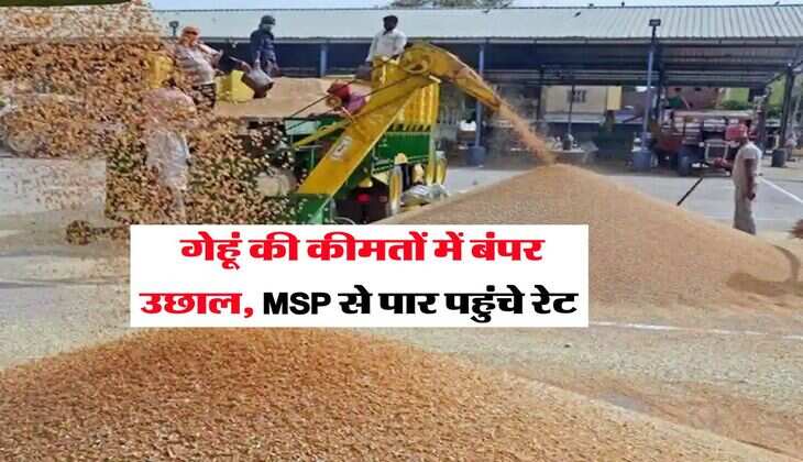 Gehu Bhav : गेहूं की कीमतों में बंपर उछाल, MSP से पार पहुंचे रेट
