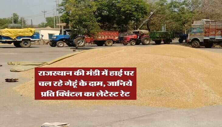 Wheat Rate : राजस्थान की मंडी में हाई पर चल रहे गेहूं के दाम, जानिये प्रति क्विंटल का लेटेस्ट रेट