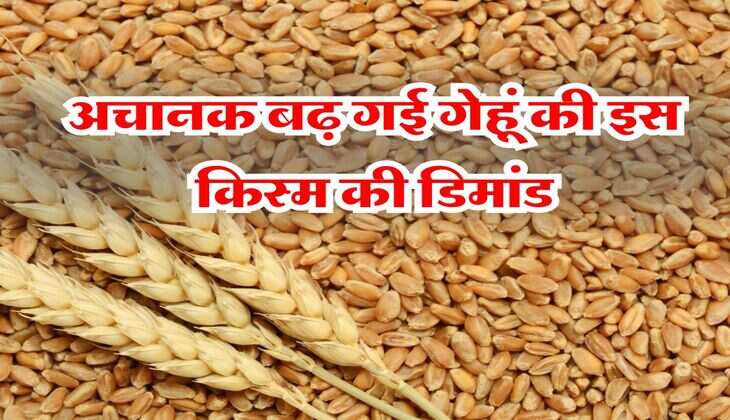Gehun Mandi Taaja Bhav : अचानक बढ़ गई गेहूं की इस&nbsp;किस्म&nbsp;की डिमांड, 300 रुपये बढ़े रेट