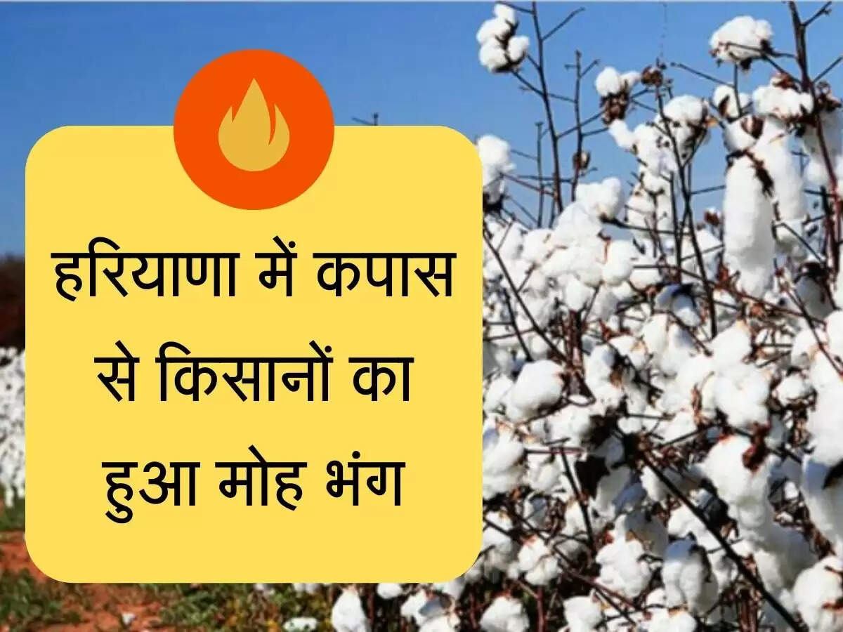 Kapas Ki Kheti हरियाणा में कपास से किसानों का हुआ मोह भंग, दाम अच्छा मिलने के बावजूद भी घटा रकबा