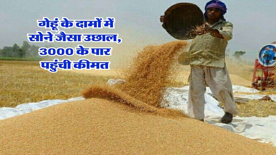 gehu mandi bhav 2025 : गेहूं के दामों में सोने जैसा उछाल, 3000 के पार पहुंची कीमत