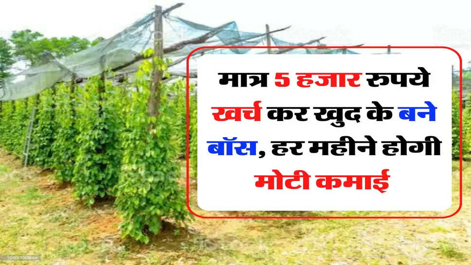 Business Idea : मात्र 5 हजार रुपये खर्च कर खुद के बने बॉस, हर महीने होगी मोटी कमाई&nbsp;