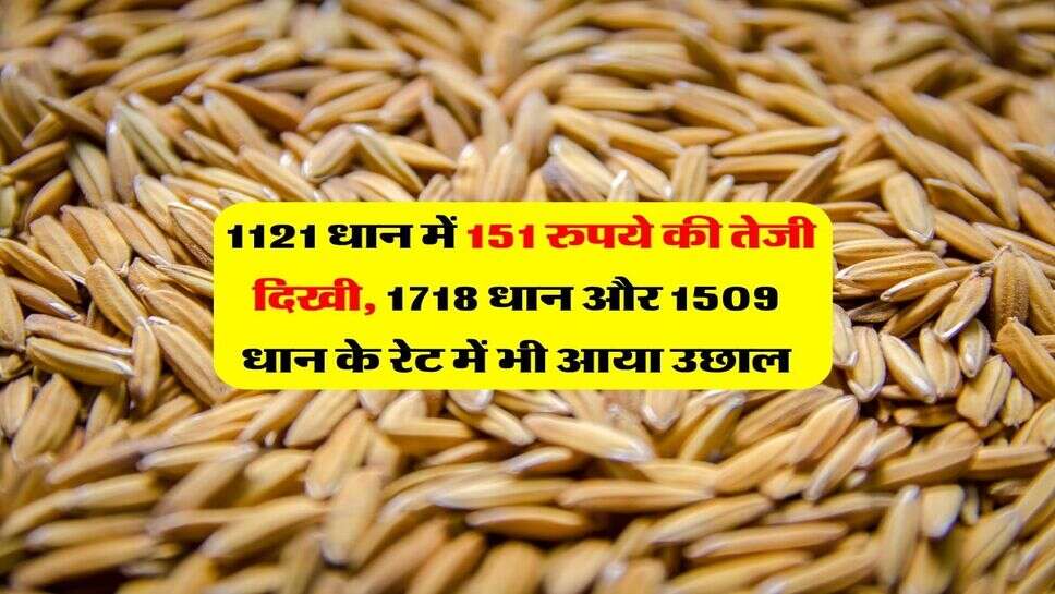 1121 dhan price today : 1121 धान में 151 रुपये की तेजी दिखी, 1718 धान और 1509 धान के रेट में भी आया उछाल