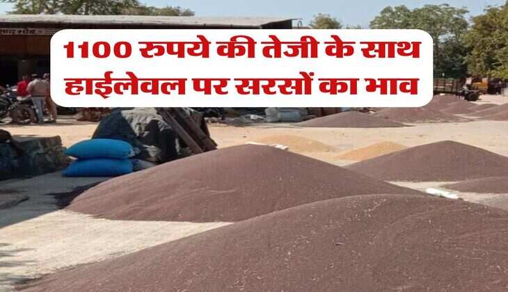 sarso ka bhav 14 july : 1100 रुपये की तेजी के साथ हाईलेवल पर सरसों का भाव