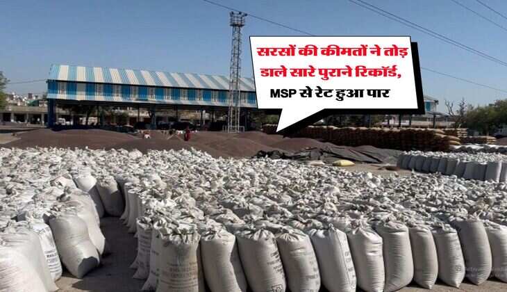 Sarso Rate : सरसों की कीमतों ने तोड़ डाले सारे पुराने रिकॉर्ड, MSP से रेट हुआ पार&nbsp;