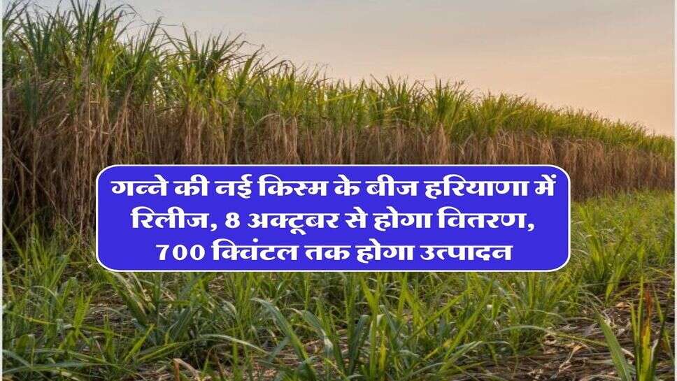 गन्ने की नई किस्म के बीज हरियाणा में रिलीज, 8 अक्टूबर से होगा वितरण, 700 क्विंटल तक होगा उत्पादन
