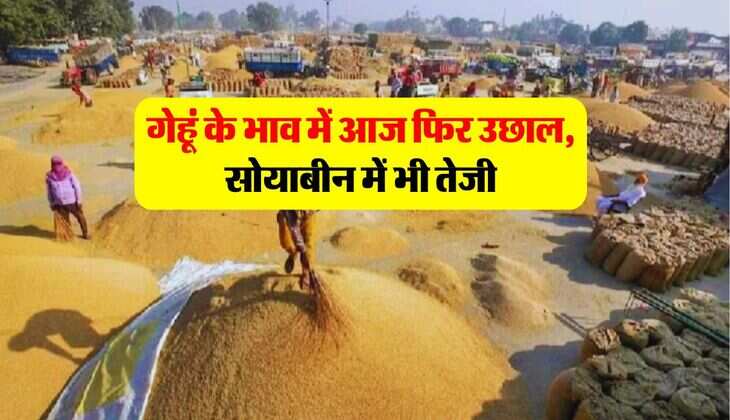wheat price hike : गेहूं के भाव में आज फिर उछाल, सोयाबीन में भी तेजी, जानिये खाने के तेल और देसी घी का भाव