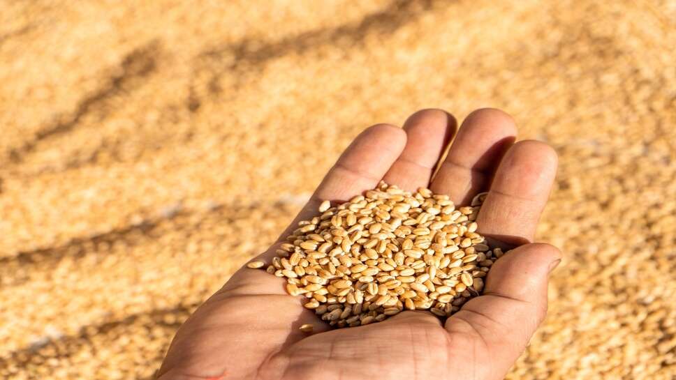 Wheat Mandi Bhav: यूपी और एमपी में गेहूं के भाव में उछाल, चेक करिये प्रमुख मंडियों के रेट