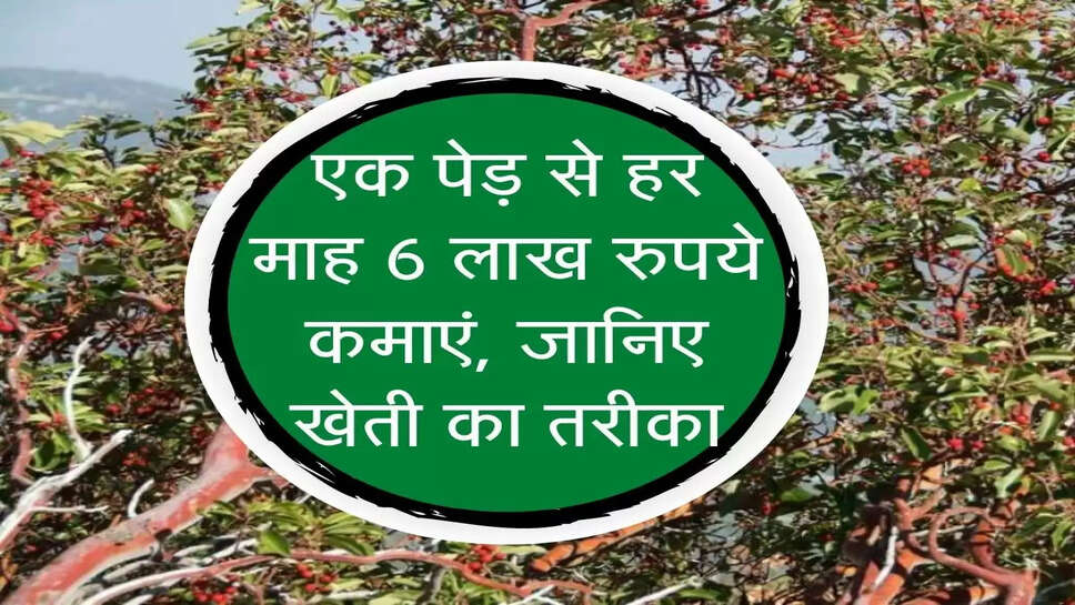 New Business Idea : एक पेड़ से हर माह 6 लाख रुपये कमाएं, जानिए खेती का तरीका