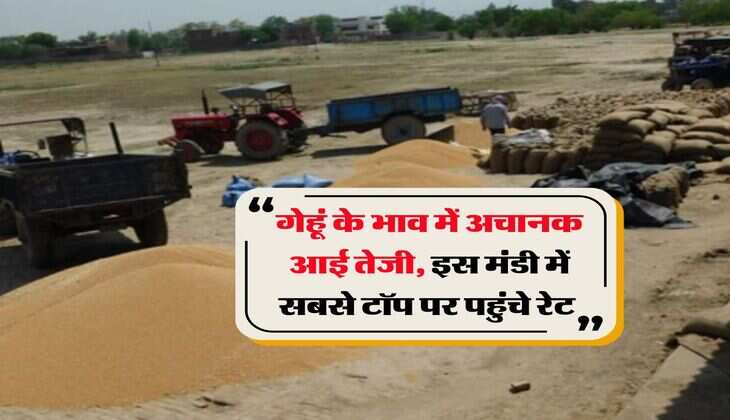 Gehu Mandi Bhav : गेहूं के भाव में अचानक आई तेजी, इस मंडी में सबसे टॉप पर पहुंचे रेट&nbsp;