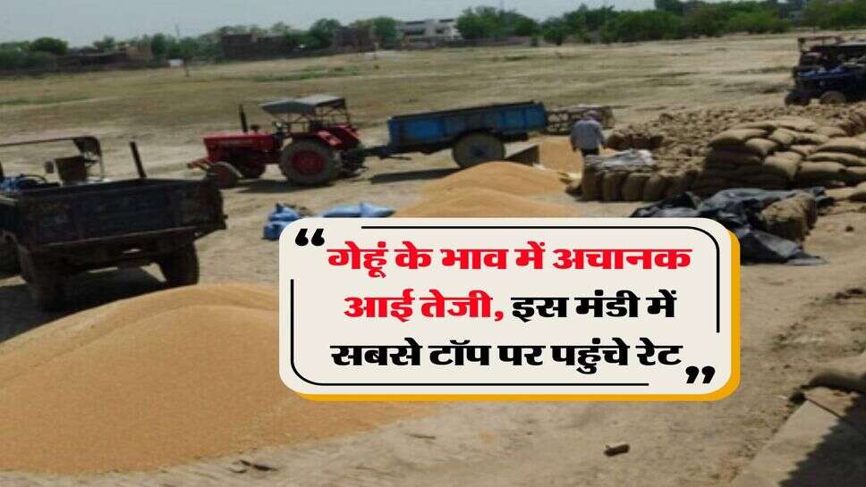 Gehu Mandi Bhav : गेहूं के भाव में अचानक आई तेजी, इस मंडी में सबसे टॉप पर पहुंचे रेट&nbsp;