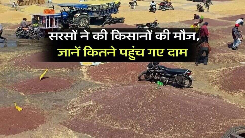 Sarso Bhav : सरसों ने की किसानों की मौज, जानें कितने पहुंच गए दाम