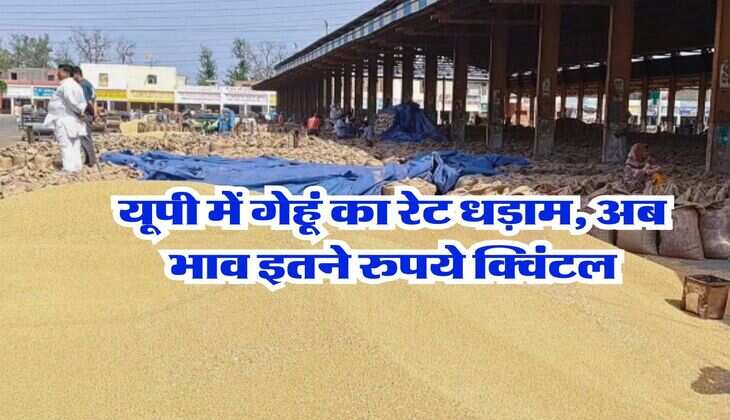 UP Wheat Price : यूपी में गेहूं का रेट धड़ाम, अब भाव इतने रुपये क्विंटल