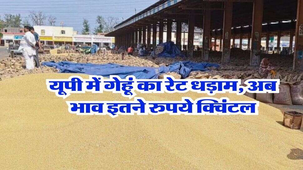 UP Wheat Price : यूपी में गेहूं का रेट धड़ाम, अब भाव इतने रुपये क्विंटल